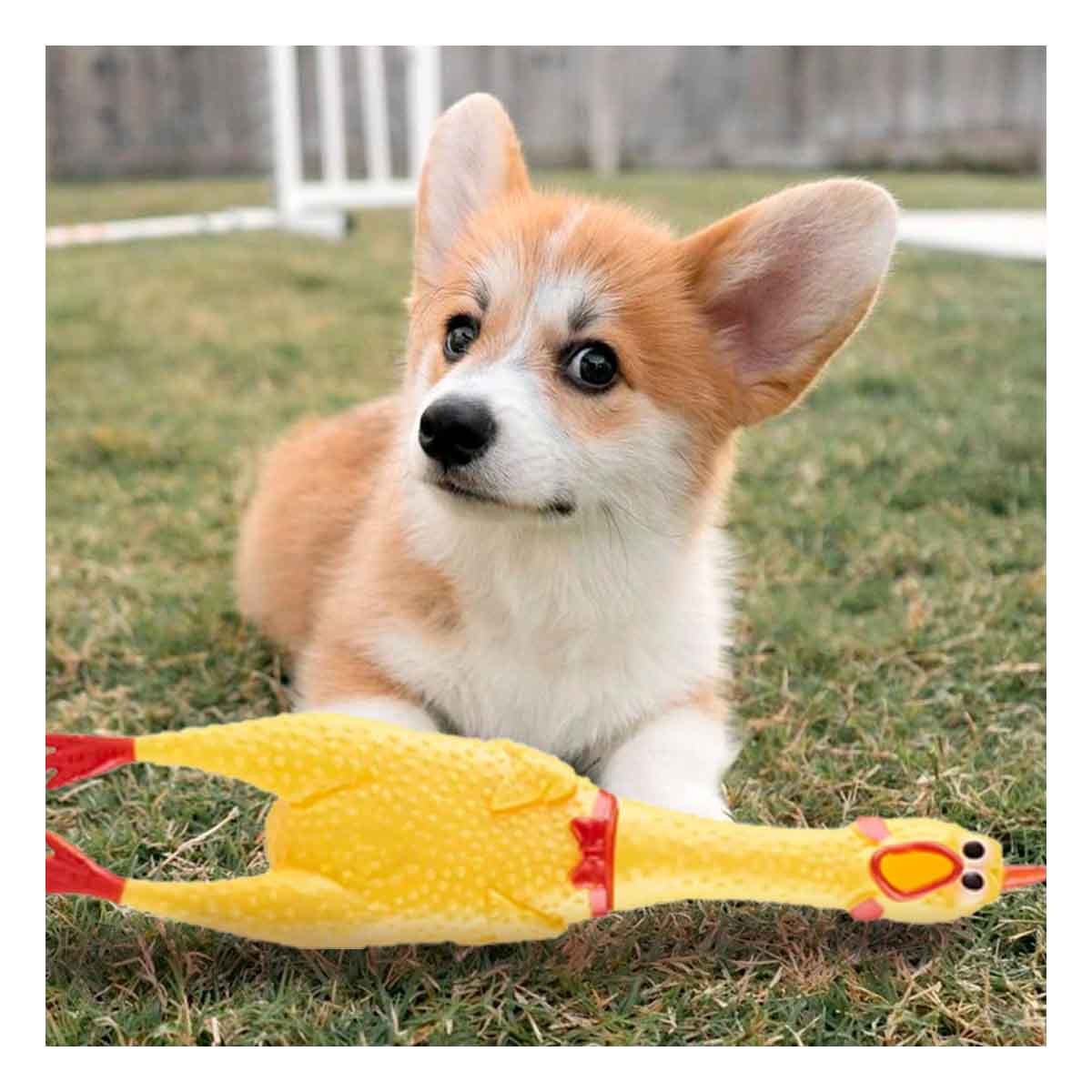 PACK4 ALTERNATIVA POLLO CHILLON AMARILLO TALLA L PARA PERRO ACTIVO - 5