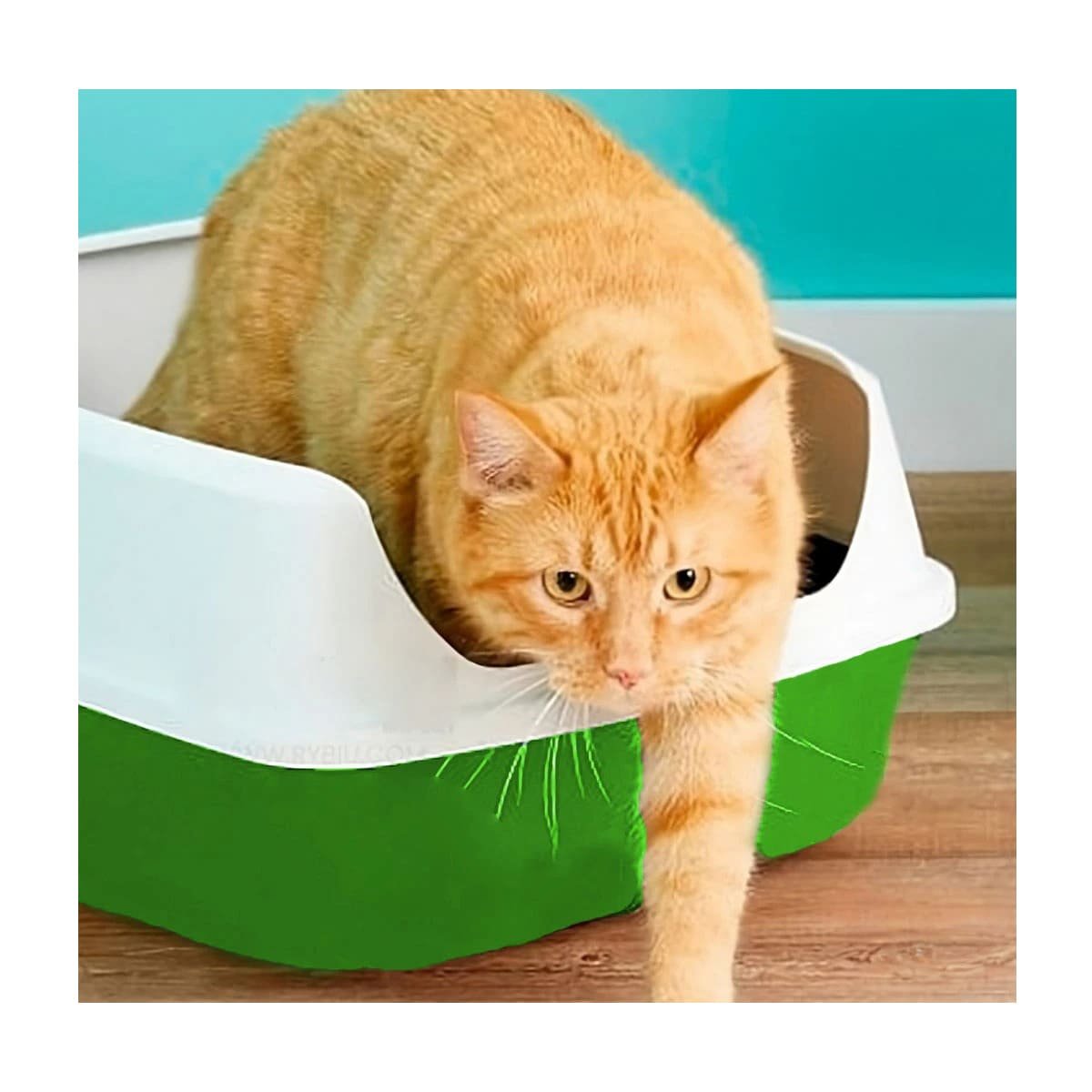 PACK4 ARENERA FUNCIONAL SEMICERRADA VERDE PARA GATOS PARA INTERIOR Y+PAPEL REGALO - 2