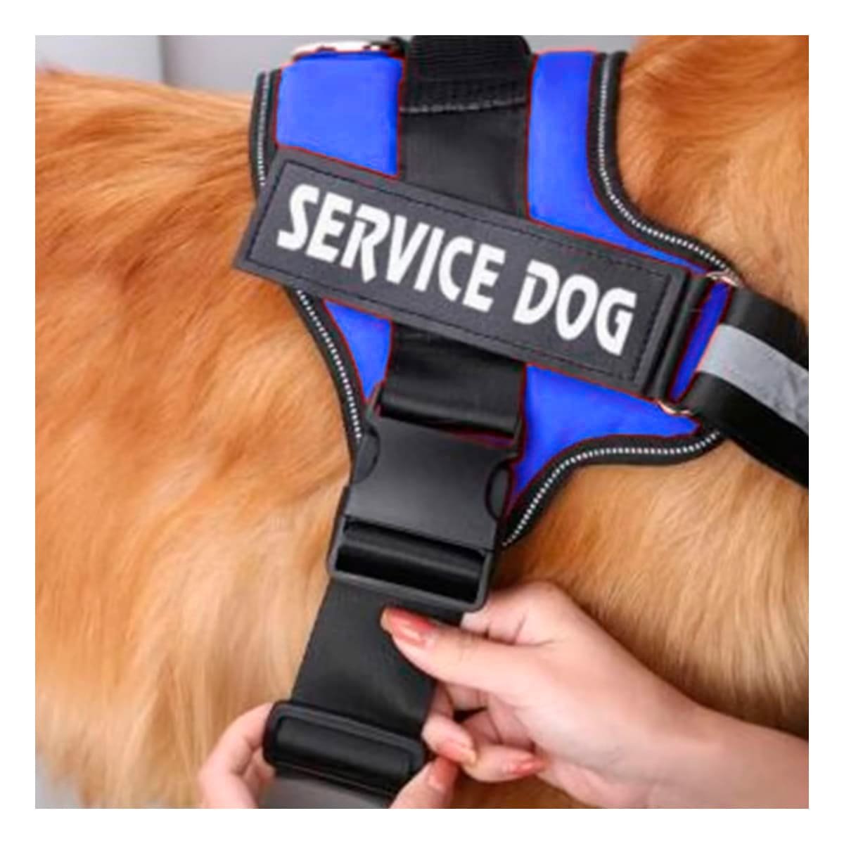 PACK2 CINTURON DE TRABAJO PARA PERRO TALLA M COLOR AZUL Y+REGALO STICKER - 5