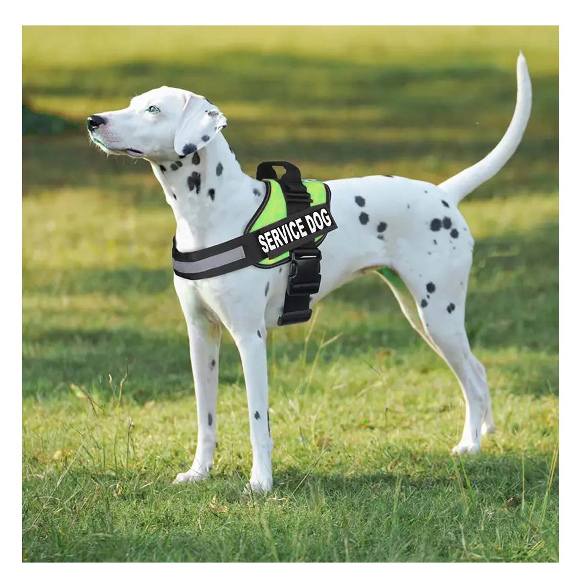 PACK6 PECHERA AJUSTABLE PARA PERRO DE SERVICIO TALLA L VERDE Y+PAPEL REGALO - 2