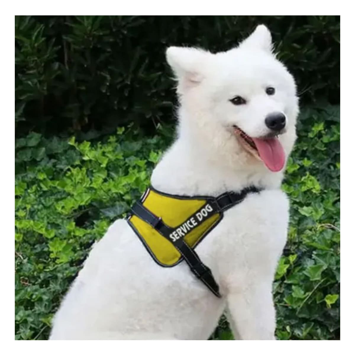 PACK2 CHALECO DE TRABAJO PARA PERRO TALLA M COLOR AMARILLO - 3