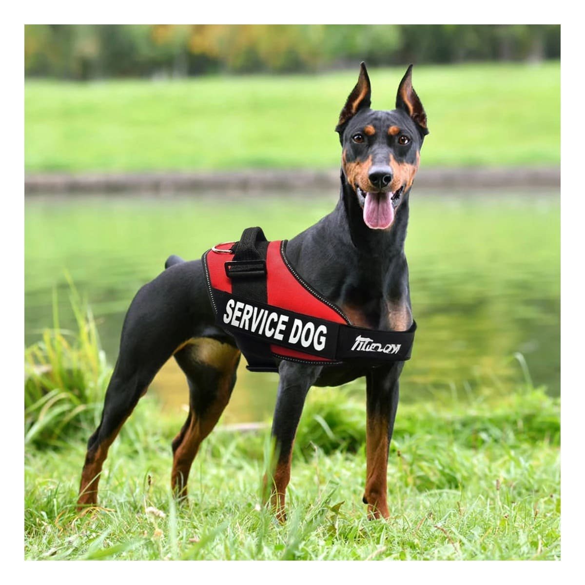 PACK6 ARNES AJUSTABLE PARA PERRO DE SERVICIO TALLA L ROJO - 3