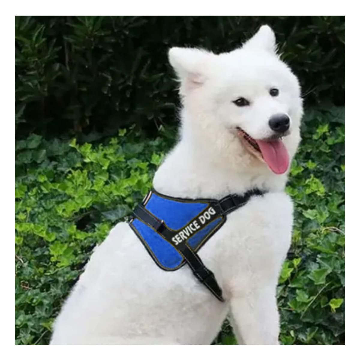 PACK2 CHALECO DE TRABAJO PARA PERRO TALLA M COLOR AZUL - 2