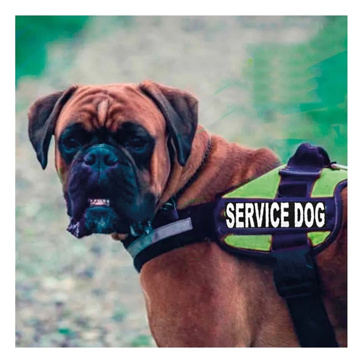 PACK2 PECHERA DE TRABAJO PARA PERRO TALLA L COLOR VERDE Y+REGALO STICKER - 3