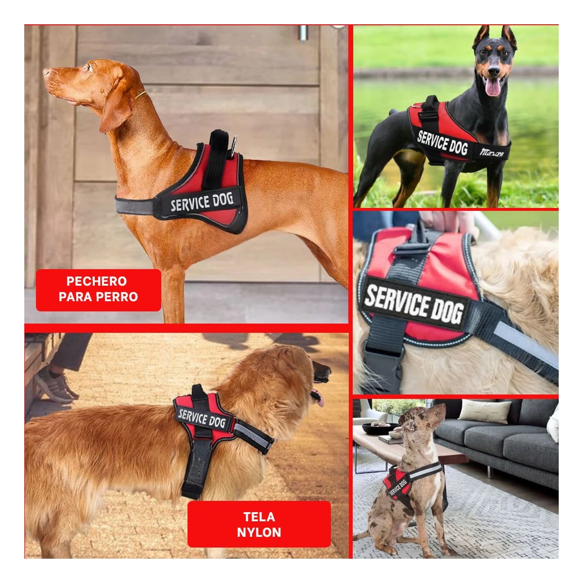 PACK4 CINTURON DE TRABAJO PARA PERRO TALLA L COLOR ROJO Y+REGALO STICKER - 2