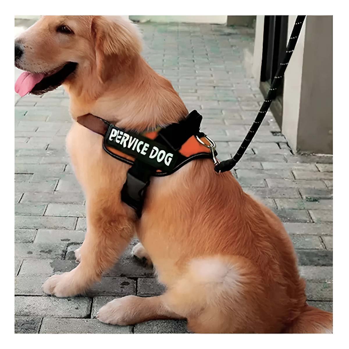 PACK2 CINTURON PROFESIONAL PARA PERRO DE SERVICIO TALLA L ANARANJADO - 5