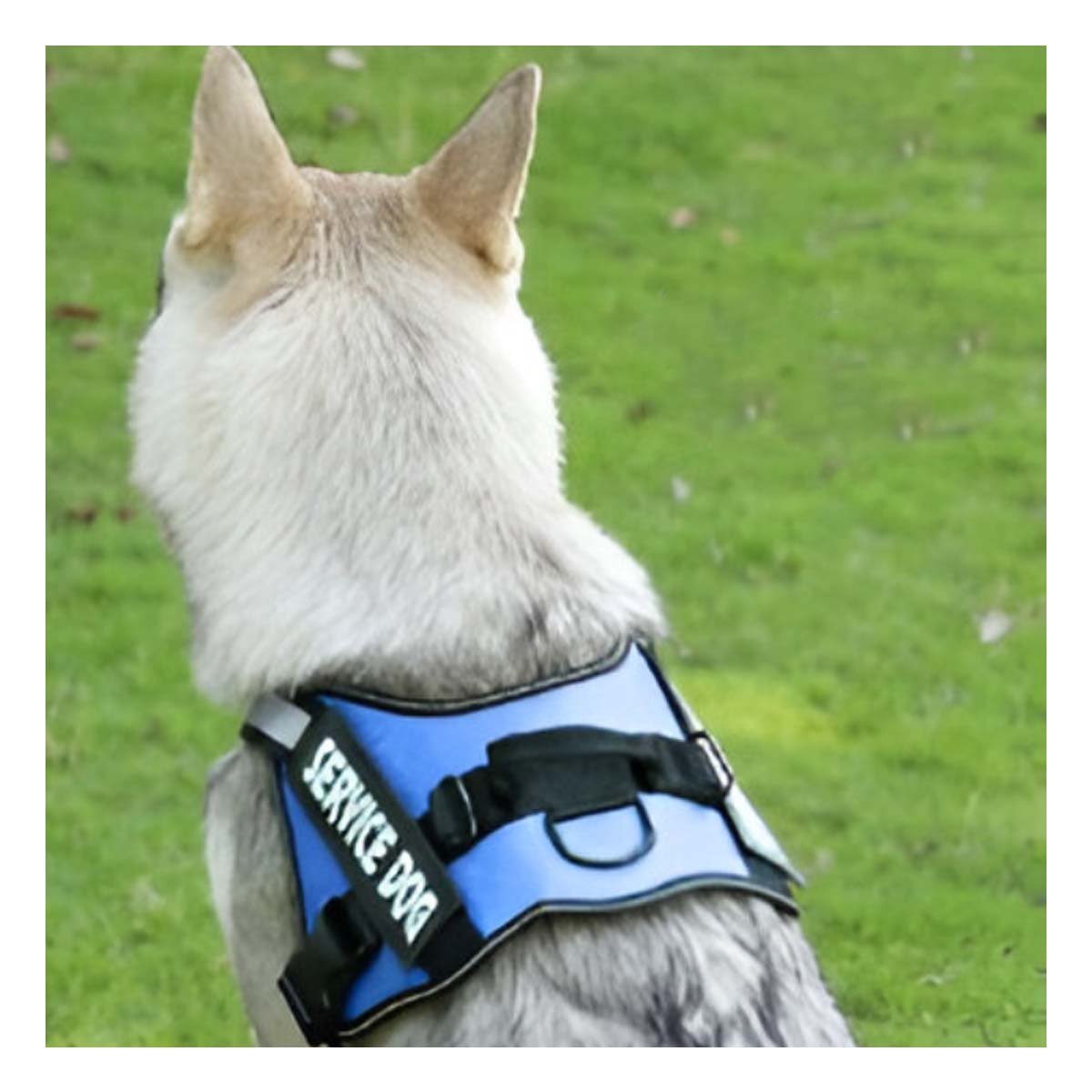 PACK6 CHALECO AJUSTABLE PARA PERRO DE SERVICIO TALLA L AZUL Y+REGALO STICKER - 5