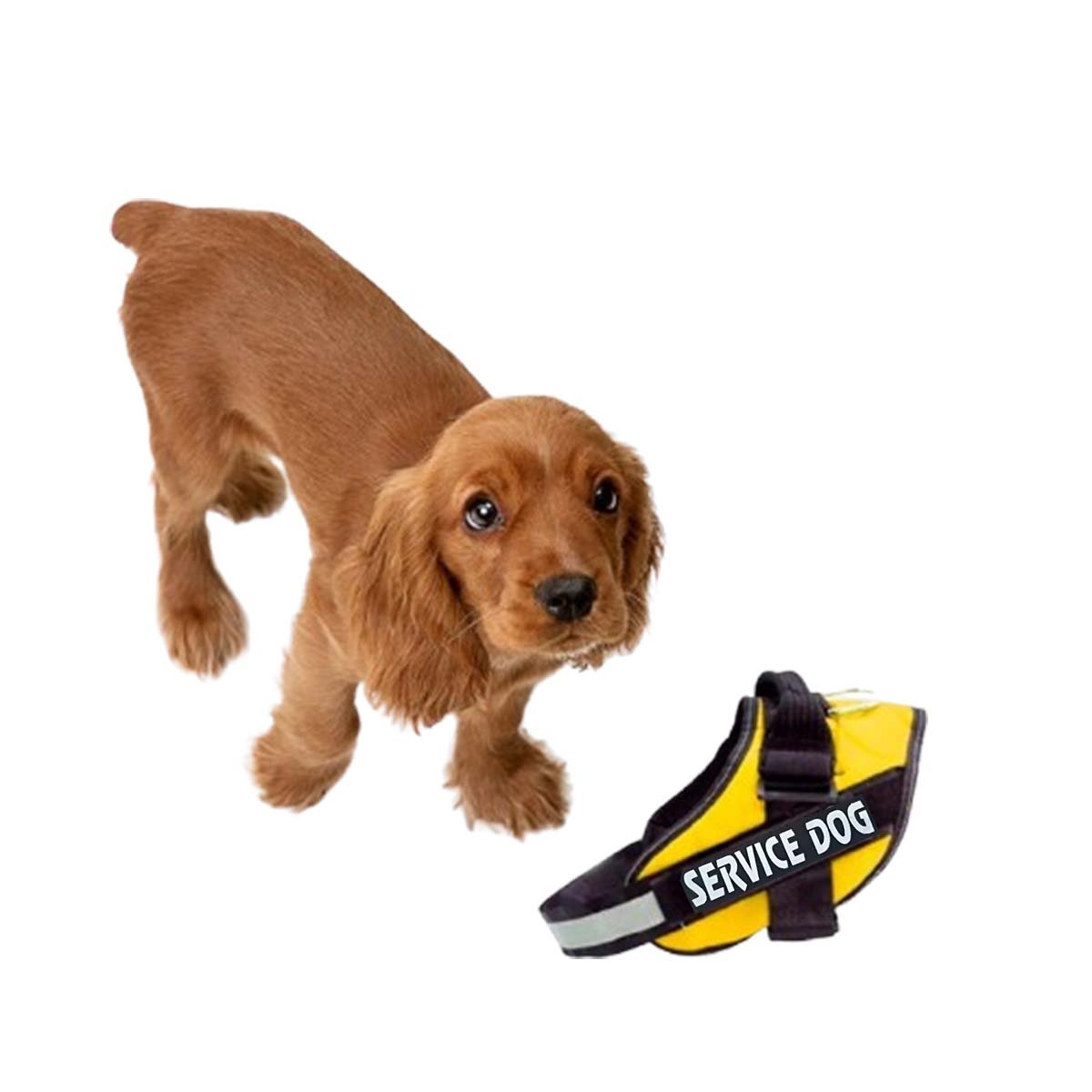 PACK4 CINTURON DE TRABAJO PARA PERRO TALLA L COLOR AMARILLO Y+PAPEL REGALO - 3