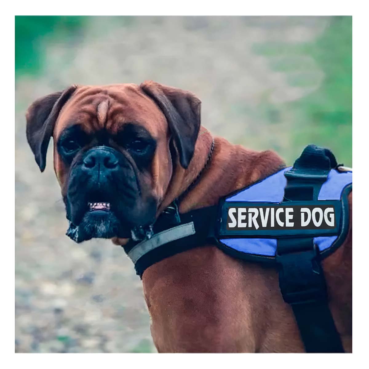 PACK6 PECHERA AJUSTABLE PARA PERRO DE SERVICIO TALLA L AZUL Y+PAPEL REGALO - 2