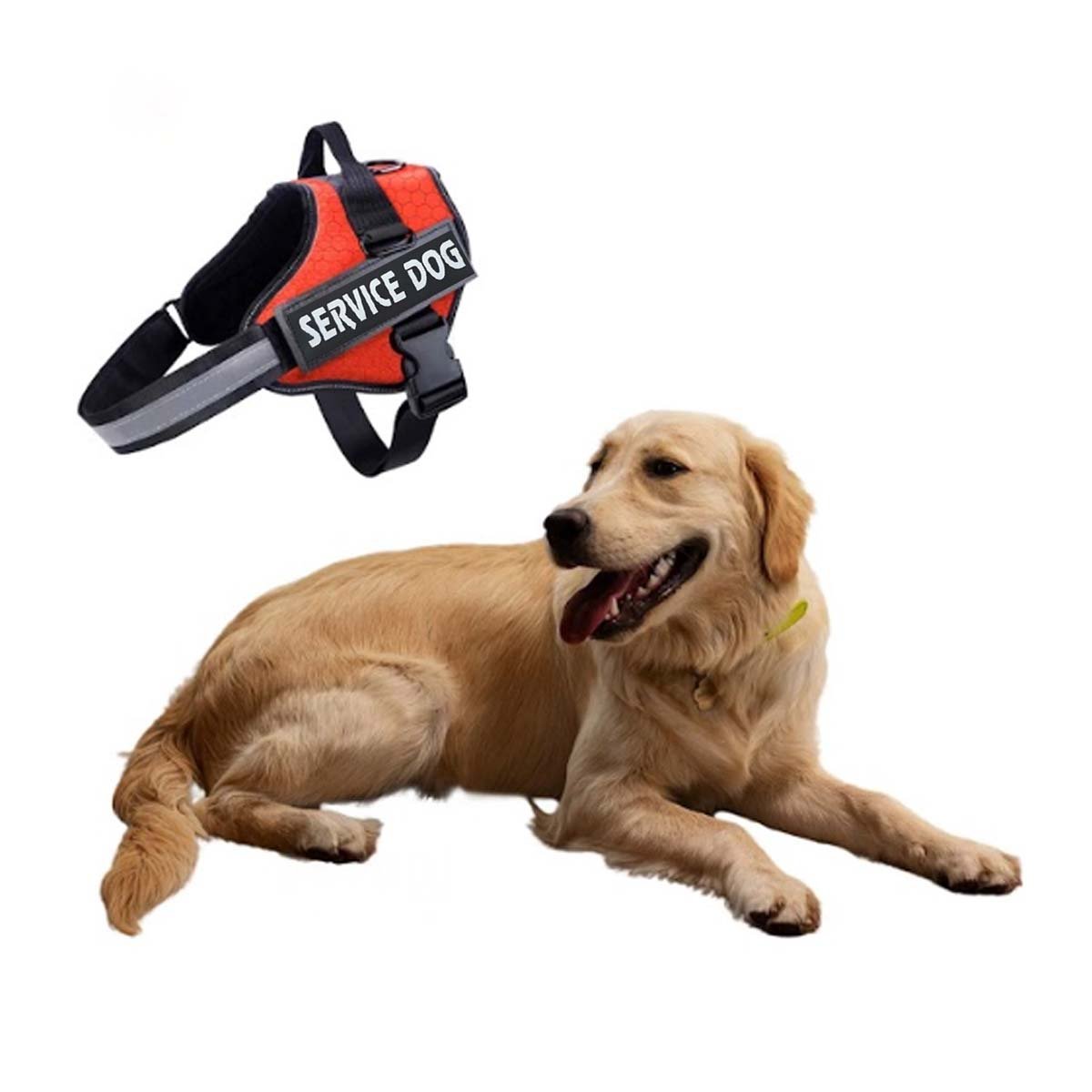 PACK2 PECHERA DE TRABAJO PARA PERRO TALLA L COLOR ANARANJADO Y+REGALO STICKER - 2
