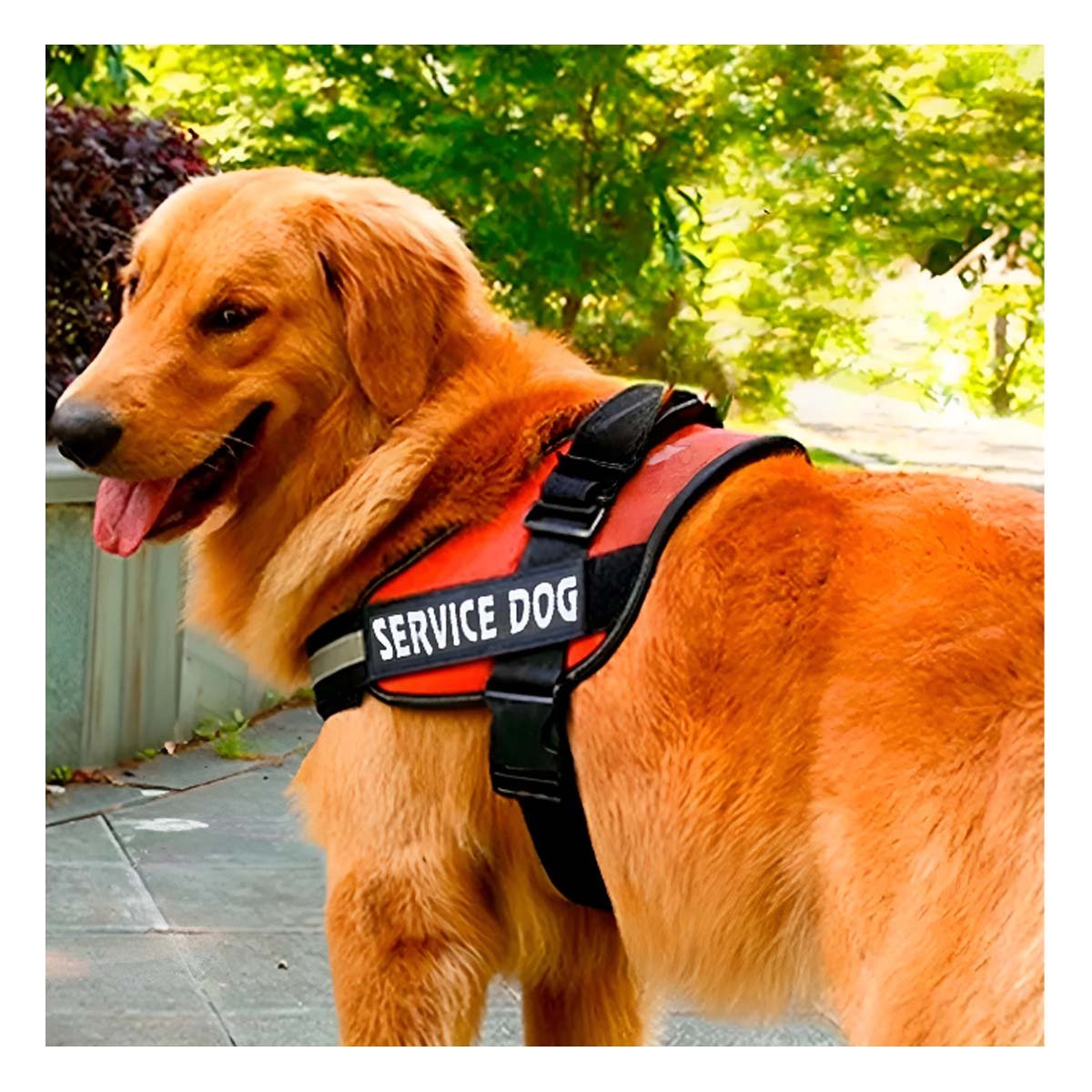 PACK6 ARNES AJUSTABLE PARA PERRO DE SERVICIO TALLA L ANARANJADO - 5