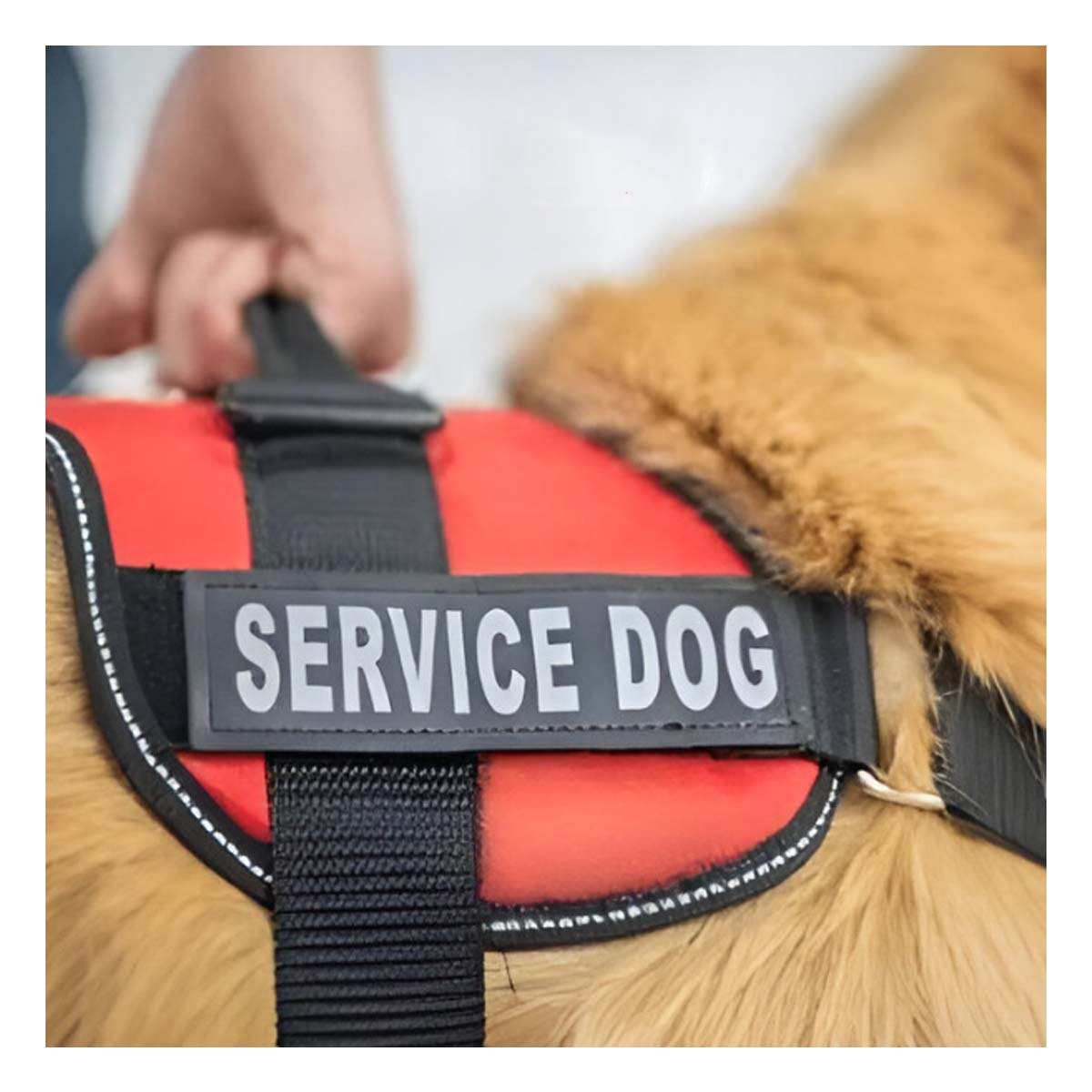 PACK4 CHALECO DE TRABAJO PARA PERRO TALLA L COLOR ANARANJADO - 2