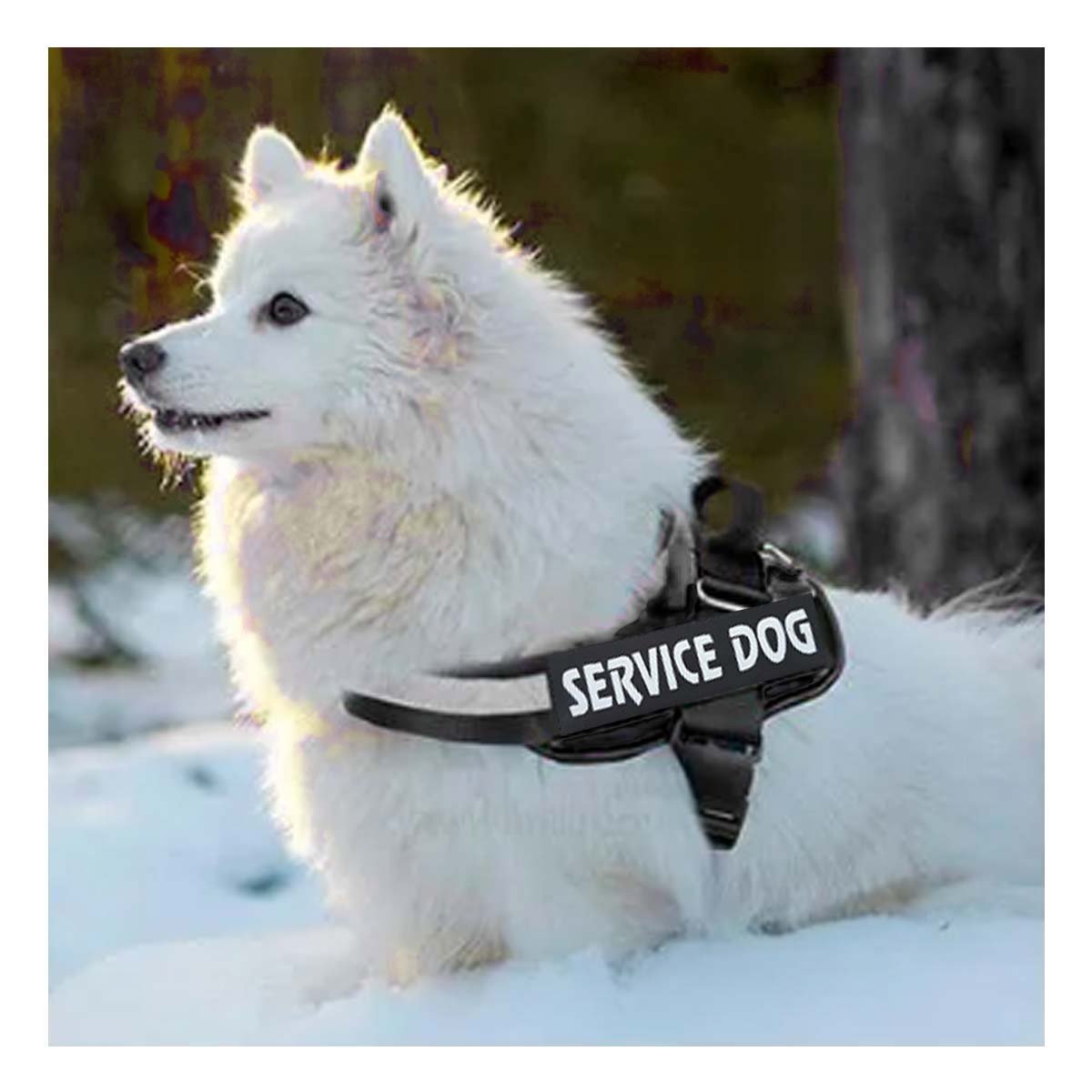 PACK2 CINTURON PROFESIONAL PARA PERRO DE SERVICIO TALLA L NEGRO - 3