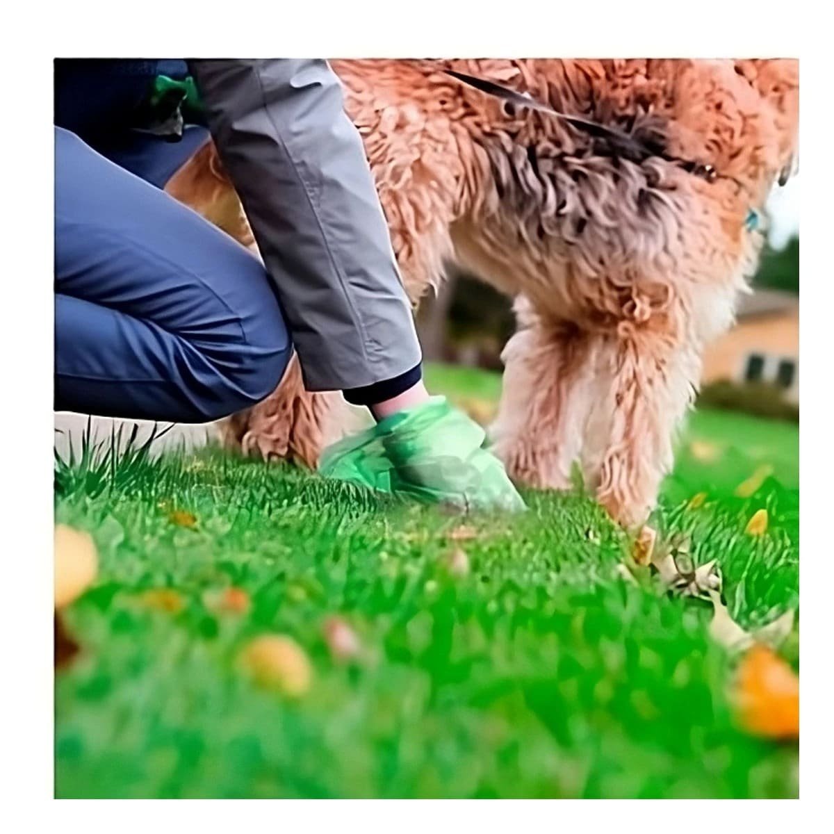 PACK4 SISTEMA VERDE DE BOLSA BIODEGRADABLE PARA PASEO DIARIO - 2
