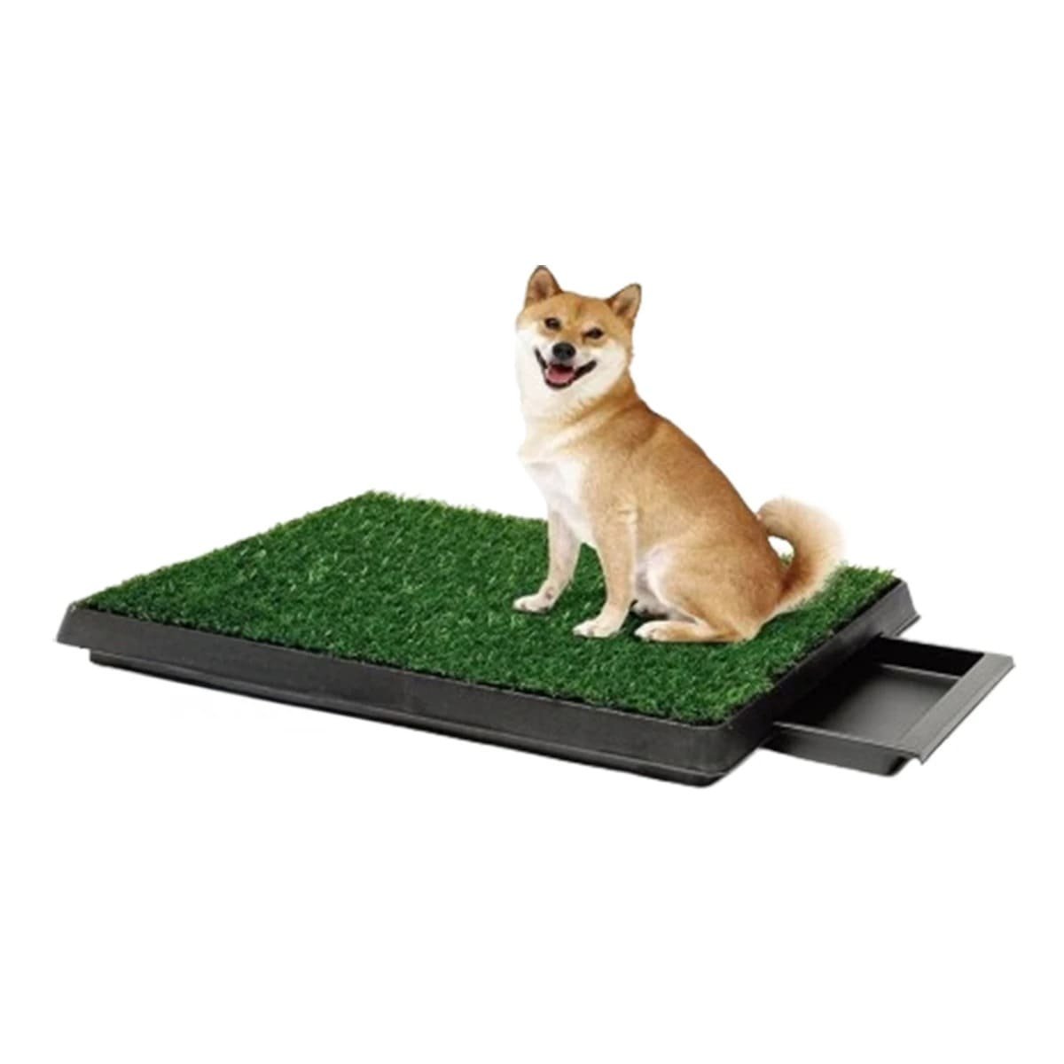 PACK4 CONCEPTO SANITARIO PARA PERROS MEDIANO NEGRO NACIONAL PARA INTERIOR Y+PAPEL REGALO - 3