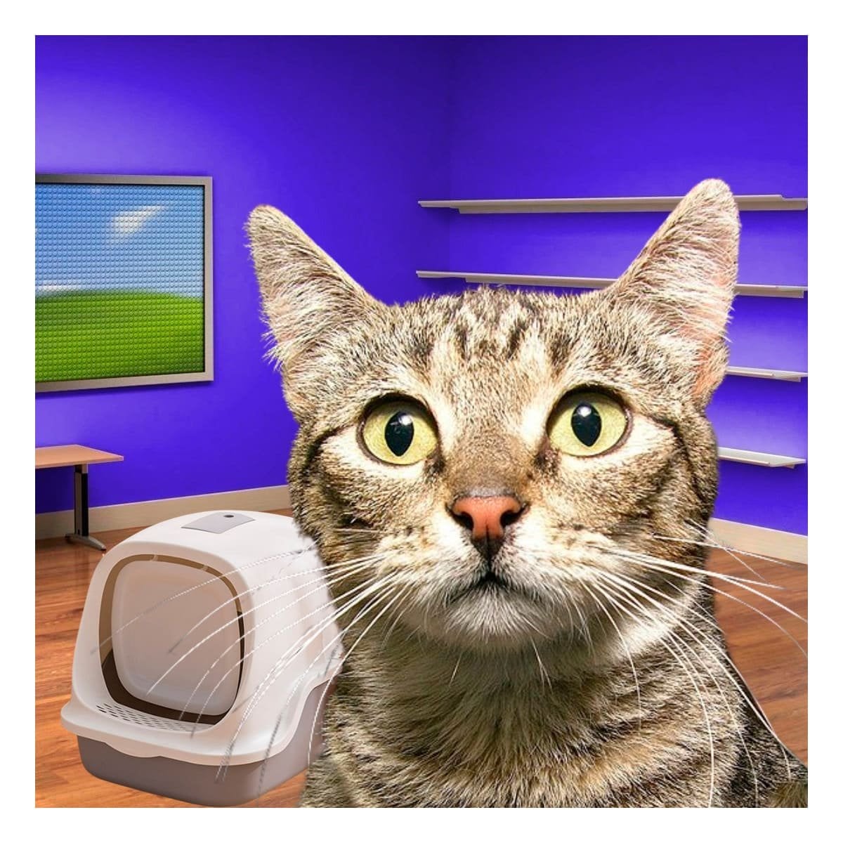 PACK6 ESPACIO HIGIENICO CERRADO CON OREJITAS DE GATO MARRON PARA CASA Y+PAPEL REGALO - 2
