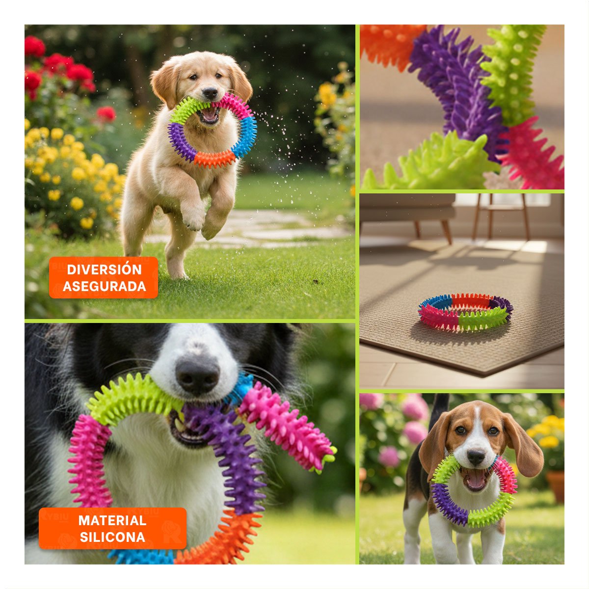 PACK4 ACCESORIO PARA PERROS JOVENES DE JEBE PUNTEADO DE COLORES Y+REGALO STICKER - 2
