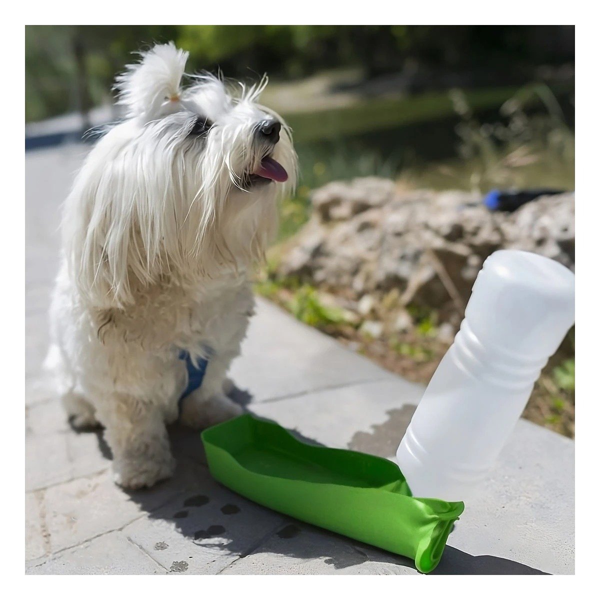 PACK6 OPCION COMPACTA VERDE PARA PERRO CON USO DIARIO Y PRACTICO Y+PAPEL REGALO - 5