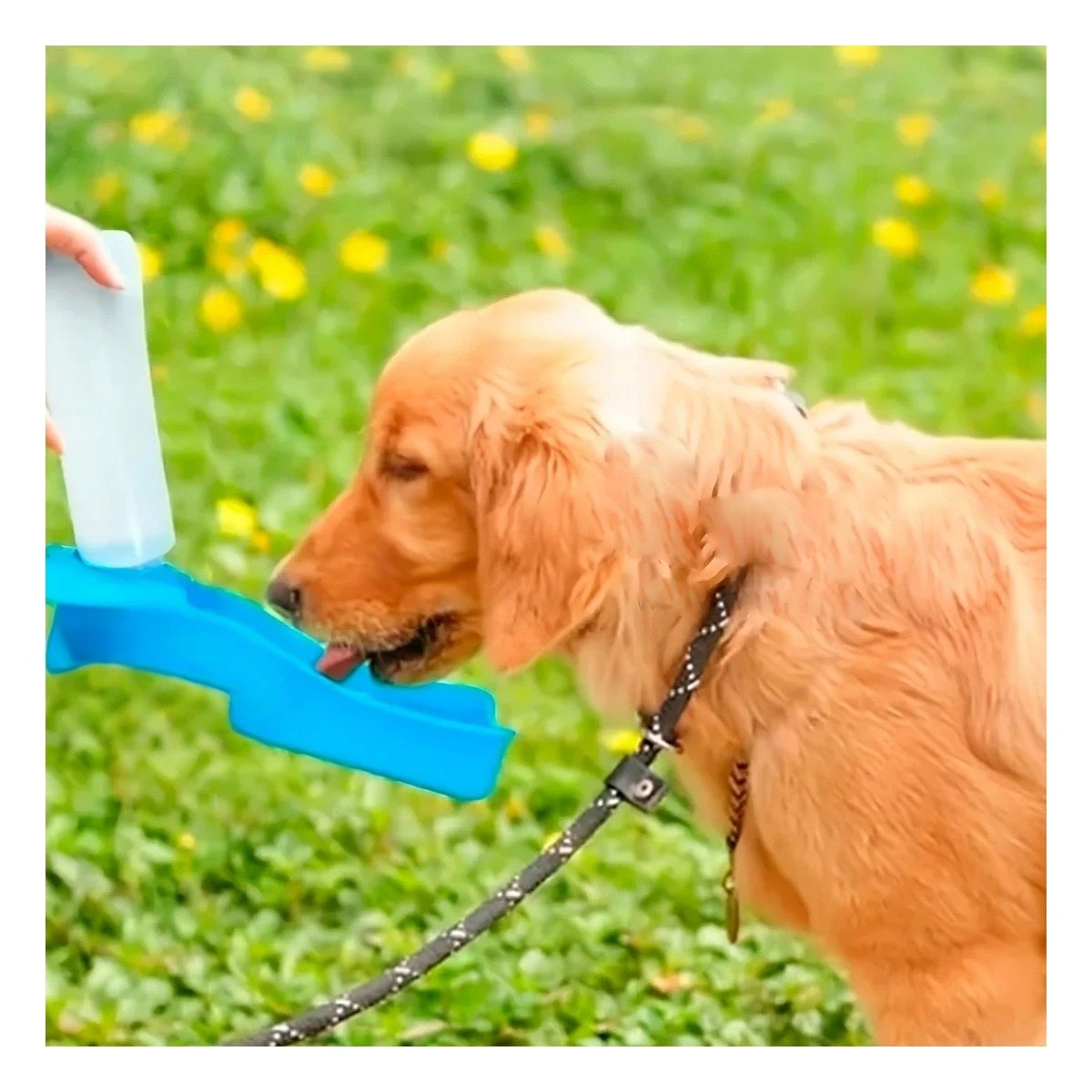 PACK2 PRODUCTO COMPACTO CELESTE PARA MASCOTA CON DISPENSADOR PRACTICO DIARIO Y+PAPEL REGALO - 2
