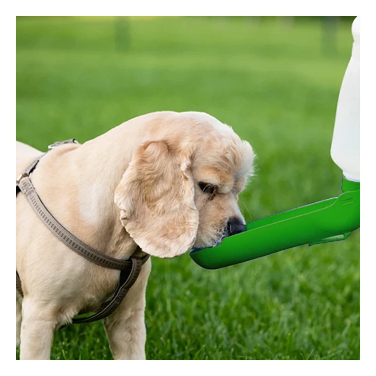PACK6 KIT COMPACTO VERDE PARA MASCOTA CON DISPENSADOR INTEGRADO SEGURO Y+REGALO STICKER - 3