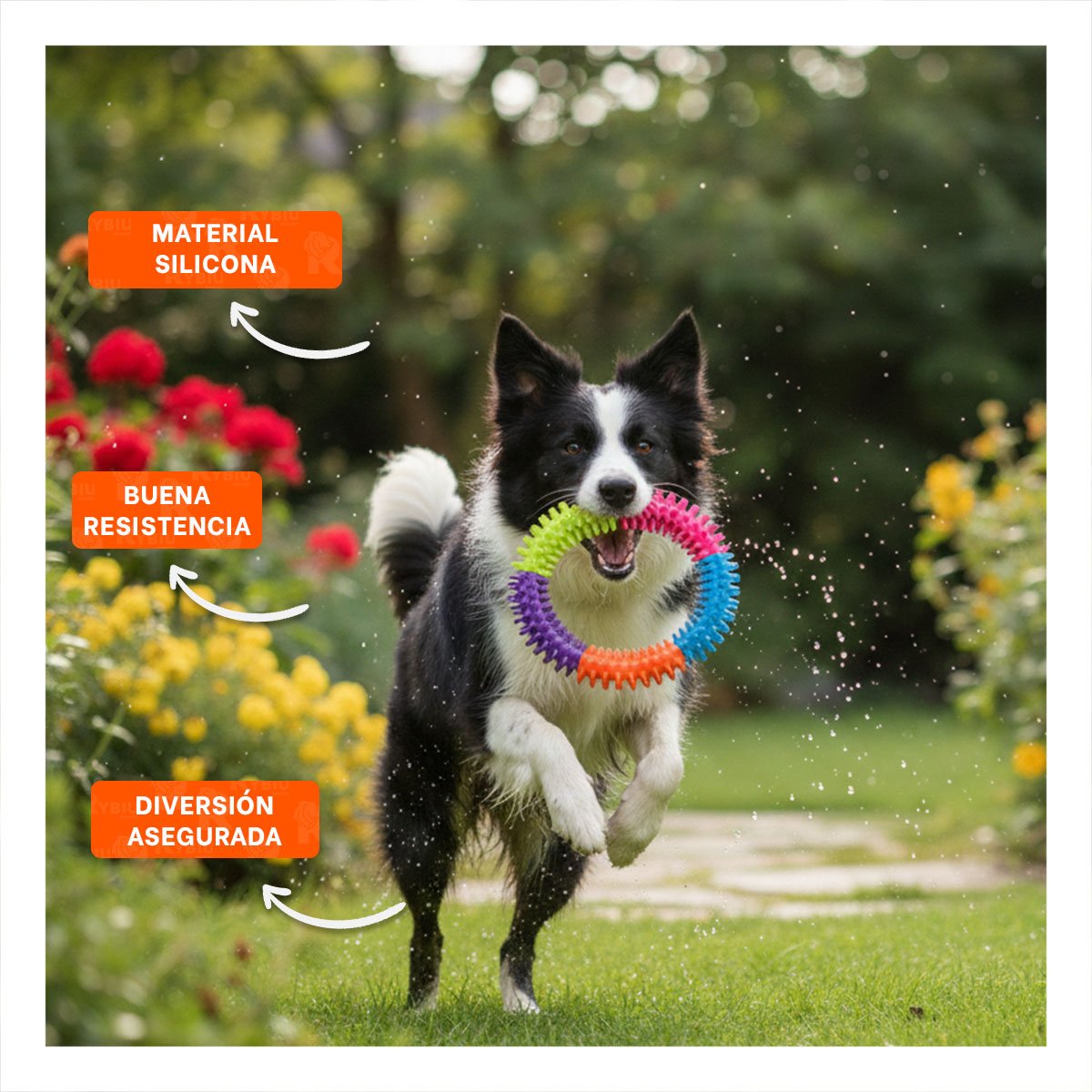 PACK12 JUGUETE PARA MASCOTAS ACTIVAS DE JEBE PUNTEADO DE COLORES Y+PAPEL REGALO - 3