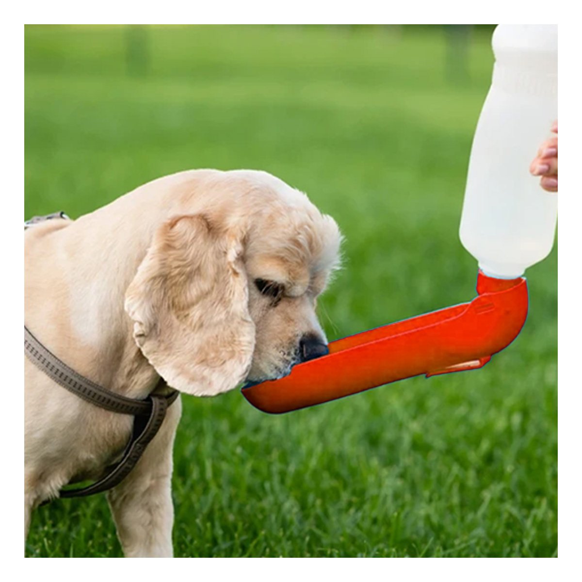 PACK12 ENVASE FUNCIONAL ROJO PARA PERRO CON SISTEMA SIMPLE Y COMPACTO Y+REGALO STICKER - 3