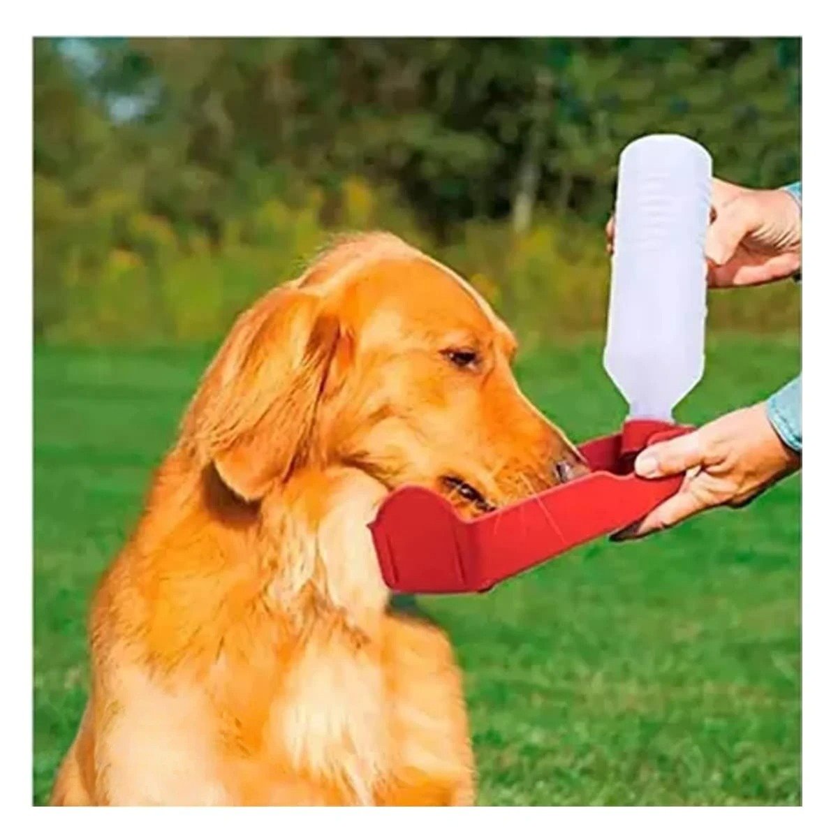 PACK12 ENVASE FUNCIONAL ROJO PARA PERRO CON SISTEMA SIMPLE Y COMPACTO Y+REGALO STICKER - 5