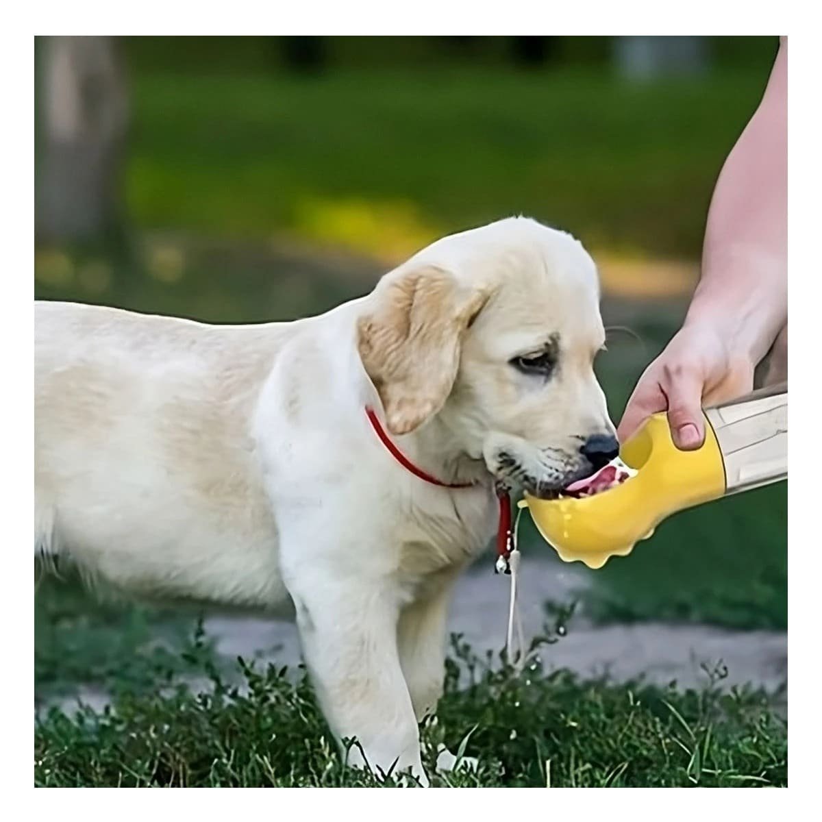 ACCESORIO 4 EN 1 DISPENSADOR CON BOLSITA AMARILLO MEDIANO PARA USO EXTERIOR Y+REGALO STICKER - 2