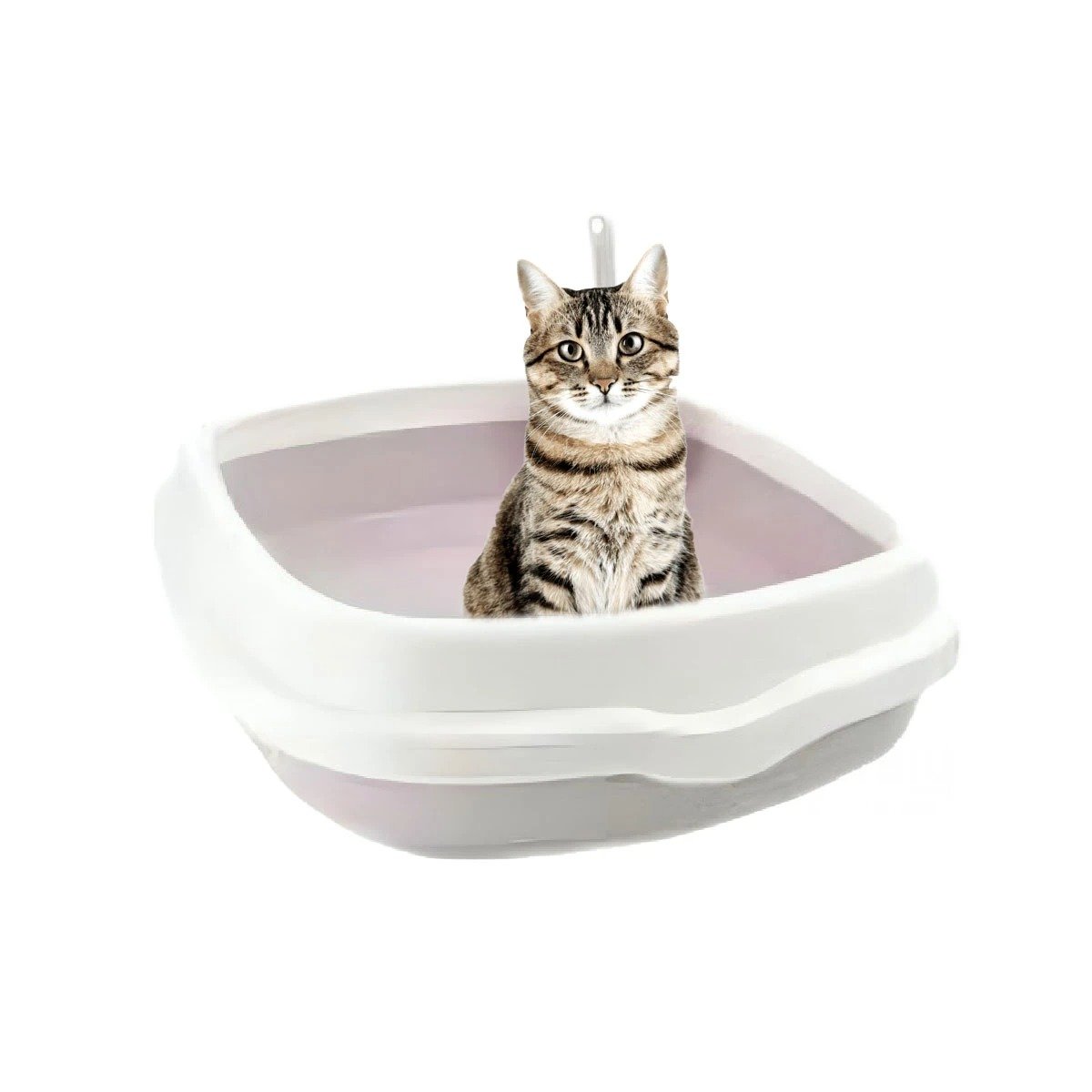 PACK4 SISTEMA LILA PARA GATO CON PALA CERNIDORA 48X40X12,5 Y+PAPEL REGALO - 3