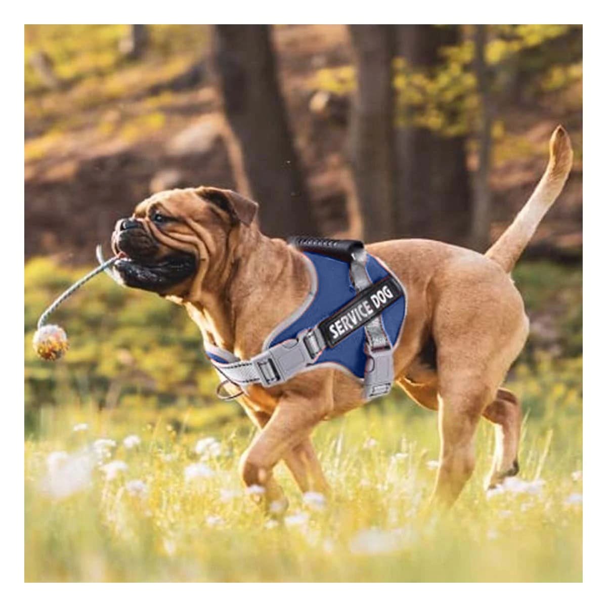 PACK6 ARNES DE CONTROL SERVICE DOG TALLA S AZUL CON ASA Y BROCHES FIRMES Y+REGALO STICKER - 3