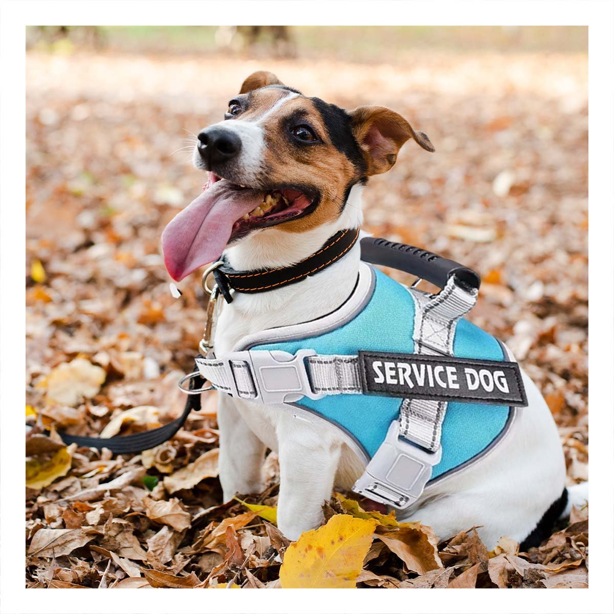 PACK4 PECHERA DE ENTRENAMIENTO SERVICE DOG TALLA S TURQUEZA CON ASA FIRME Y+PAPEL REGALO - 5