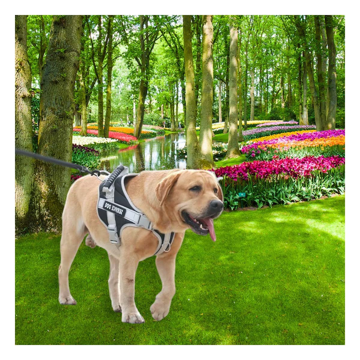ARNES TIPO CHALECO NEGRO TALLA S PARA PERRO CON ASA Y AJUSTE SEGURO Y+PAPEL REGALO - 5
