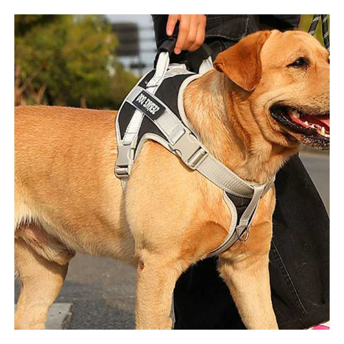 PECHERA ACOLCHADA PARA PERRO TALLA S NEGRO CON ASA Y CORREAS AJUSTABLES Y+LIGAS REGALO - 2