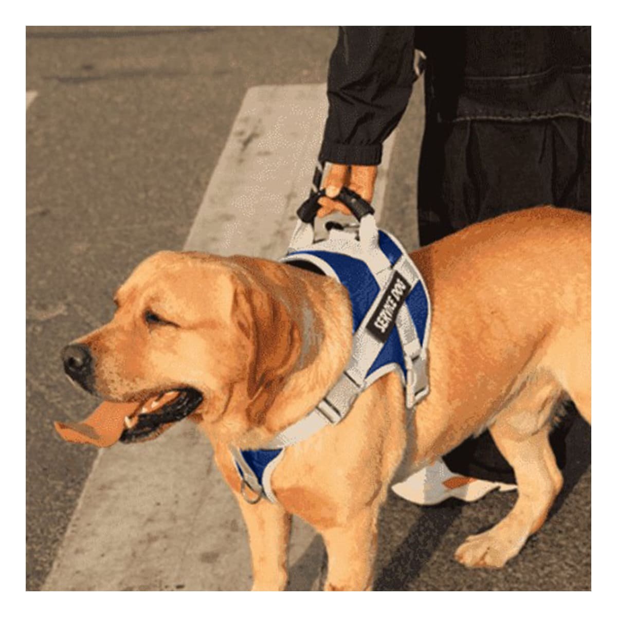 PACK4 CHALECO DE SEGURIDAD SERVICE DOG TALLA S AZUL CON ASA AJUSTABLE - 3