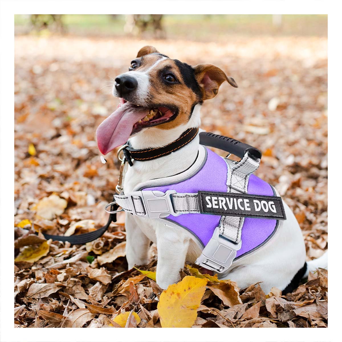 CHALECO CON ASA DE AGARRE SUPERIOR PARA PERRO SERVICE DOG TALLA S MORADO - 2