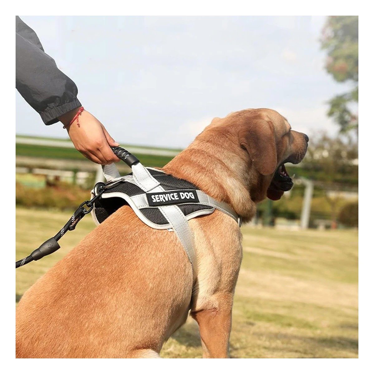 PACK4 PECHERA DE USO DIARIO PARA PERRO TALLA S NEGRO CON ASA REFORZADA Y+PAPEL REGALO - 5
