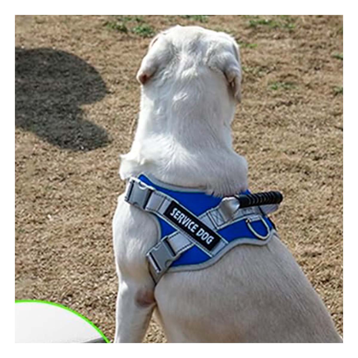 CHALECO AZUL ARNES PECHERA CON ASA SERVICE DOG TALLA L PARA PASEOS LARGOS Y+PAPEL REGALO - 2