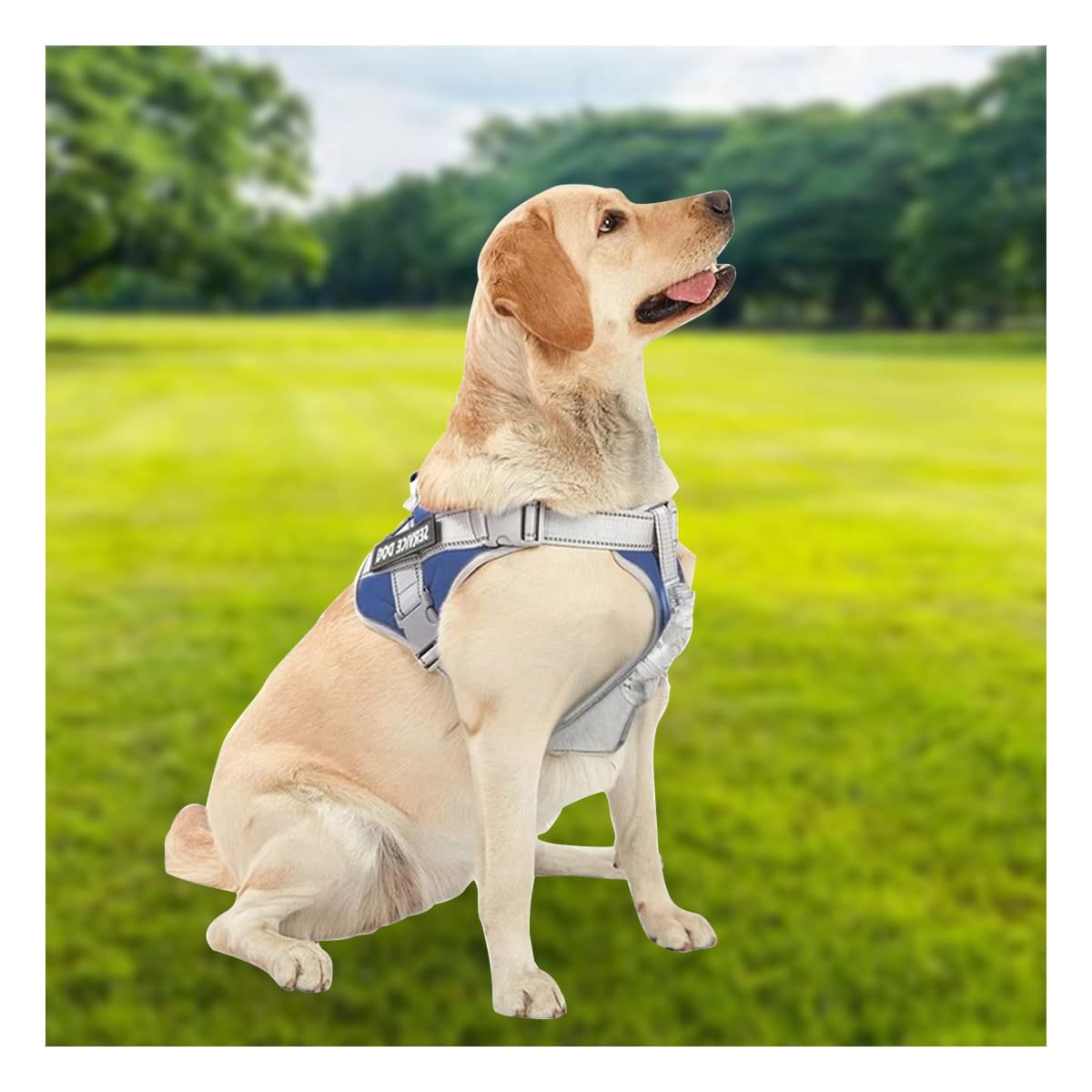 PECHERA DE SOPORTE SERVICE DOG TALLA S AZUL CON ASA Y AJUSTE PRECISO - 2