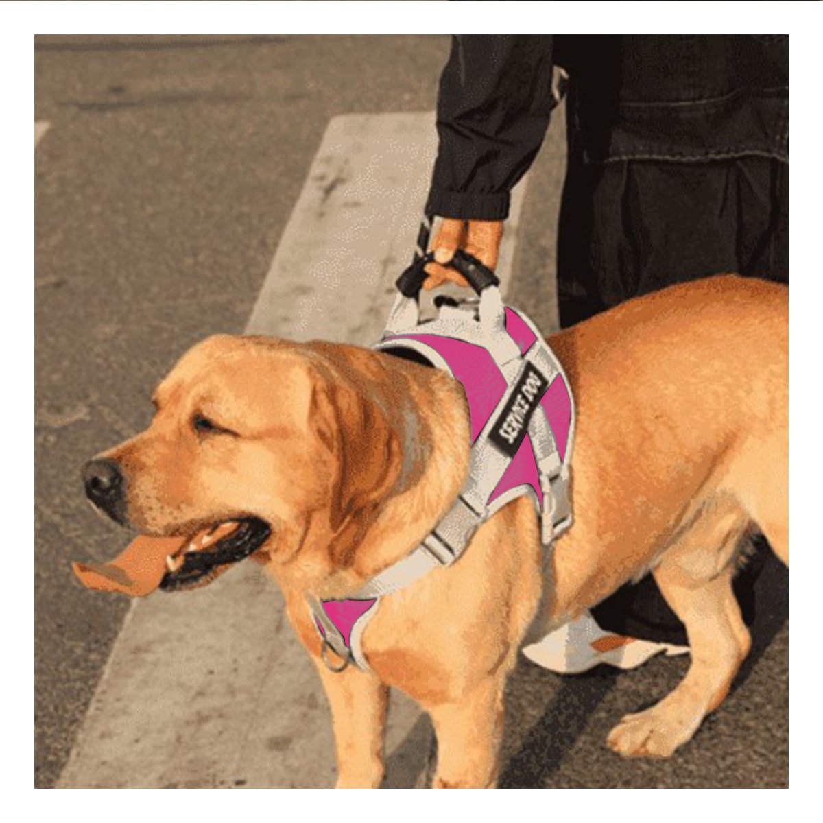 CHALECO ARNES CON ASA SERVICE DOG TALLA S FUCSIA CON CONTROL SEGURO Y+REGALO STICKER - 5