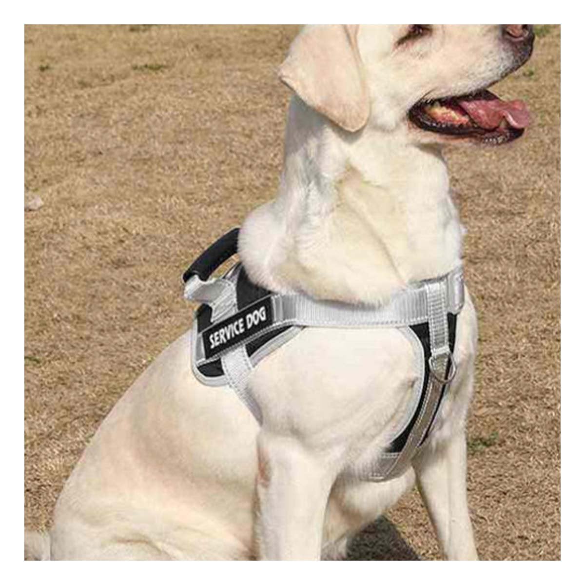 PACK2 ARNES MORADO PECHERA CHALECO CON ASA SERVICE DOG TALLA M PARA MASCOTAS Y+PAPEL REGALO - 1