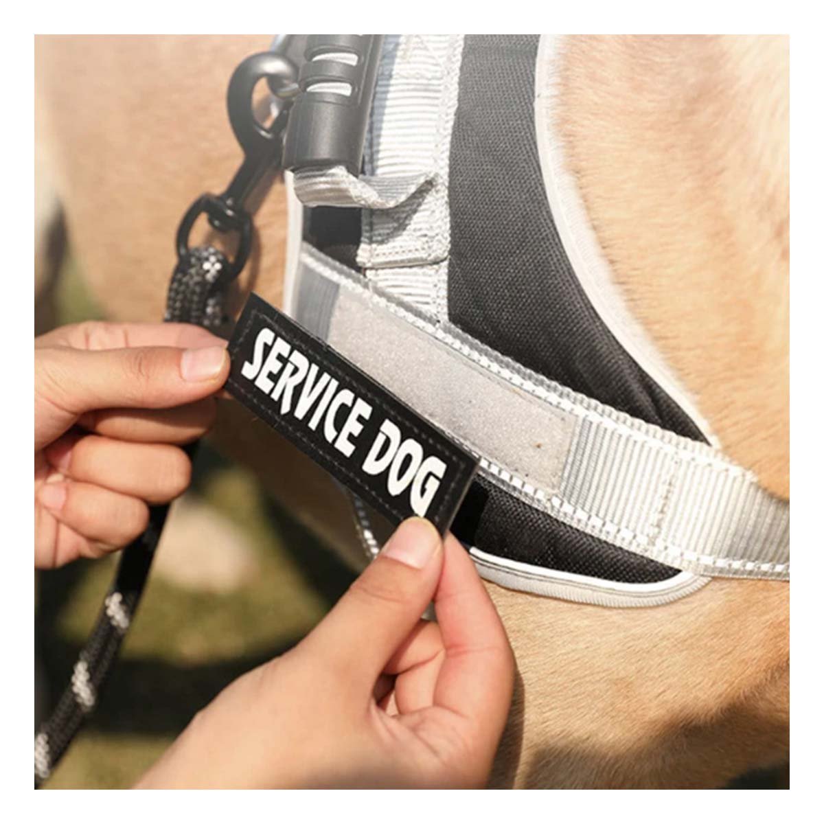 PACK2 ARNES MORADO PECHERA CHALECO CON ASA SERVICE DOG TALLA M PARA MASCOTAS Y+PAPEL REGALO - 2