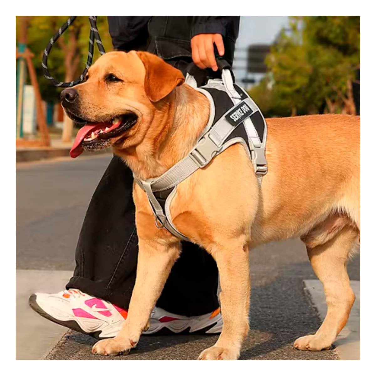 PACK4 ARNES RESISTENTE PECHERA CHALECO CON ASA SERVICE DOG TALLA M MORADO Y+PAPEL REGALO - 2