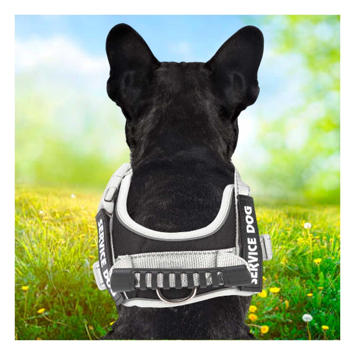CHALECO MORADO ARNES PECHERA CON ASA SERVICE DOG TALLA M PARA PASEOS LARGOS Y+PAPEL REGALO - 3