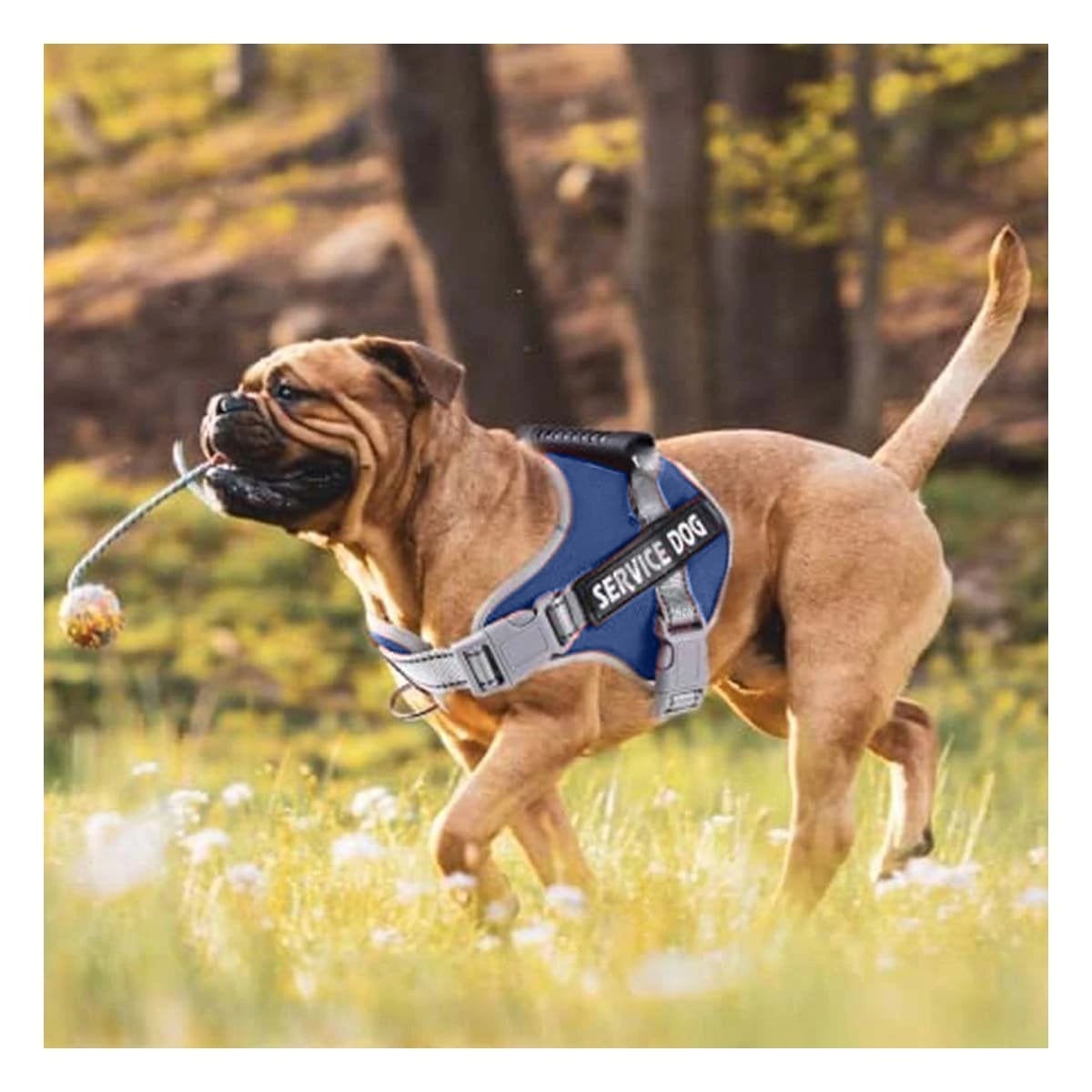 PACK6 CHALECO ARNES CON ASA SERVICE DOG TALLA S AZUL CON AJUSTE ERGONOMICO - 5