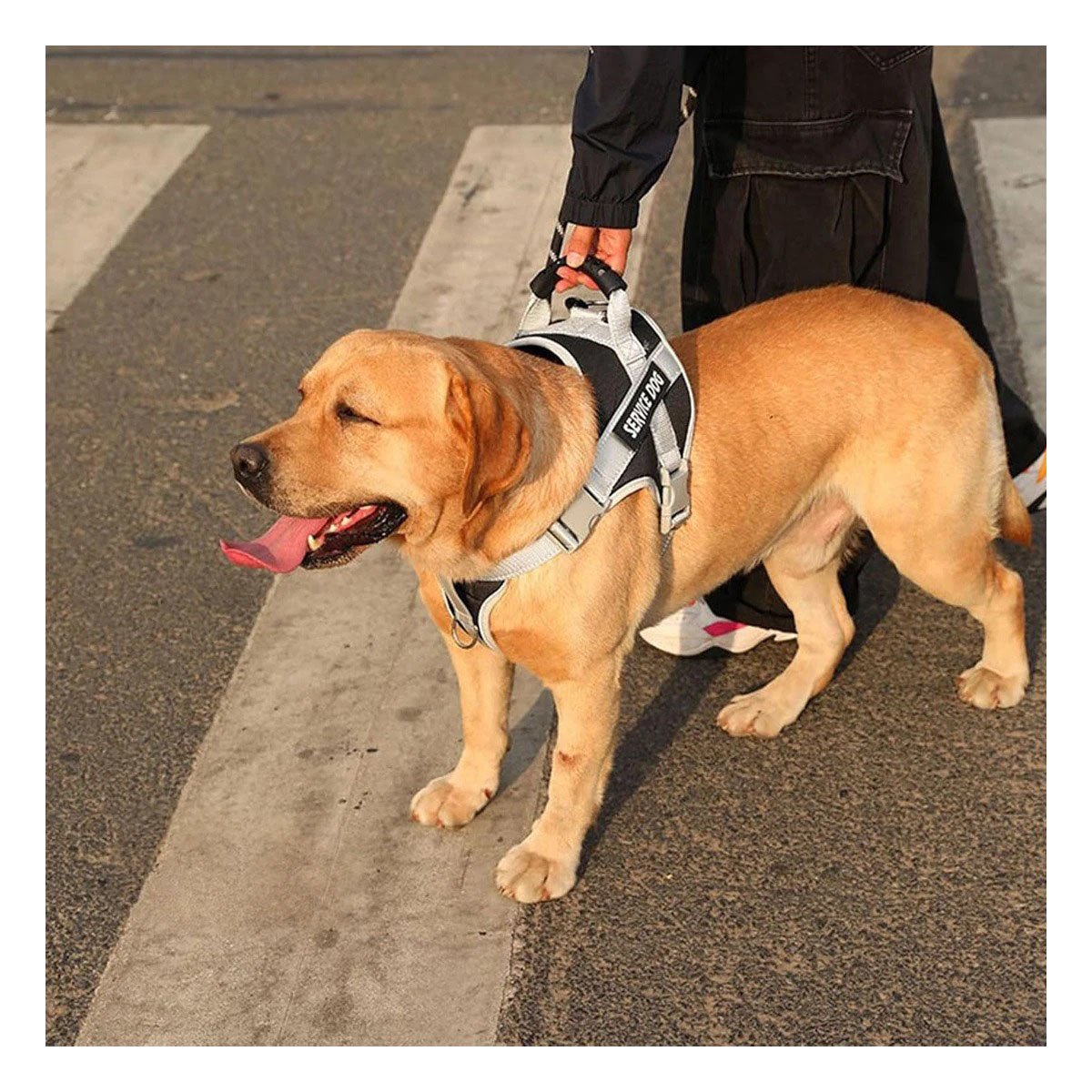 PACK6 CHALECO ARNES PARA PASEO TALLA S NEGRO CON ASA Y CORREAS RESISTENTES - 3