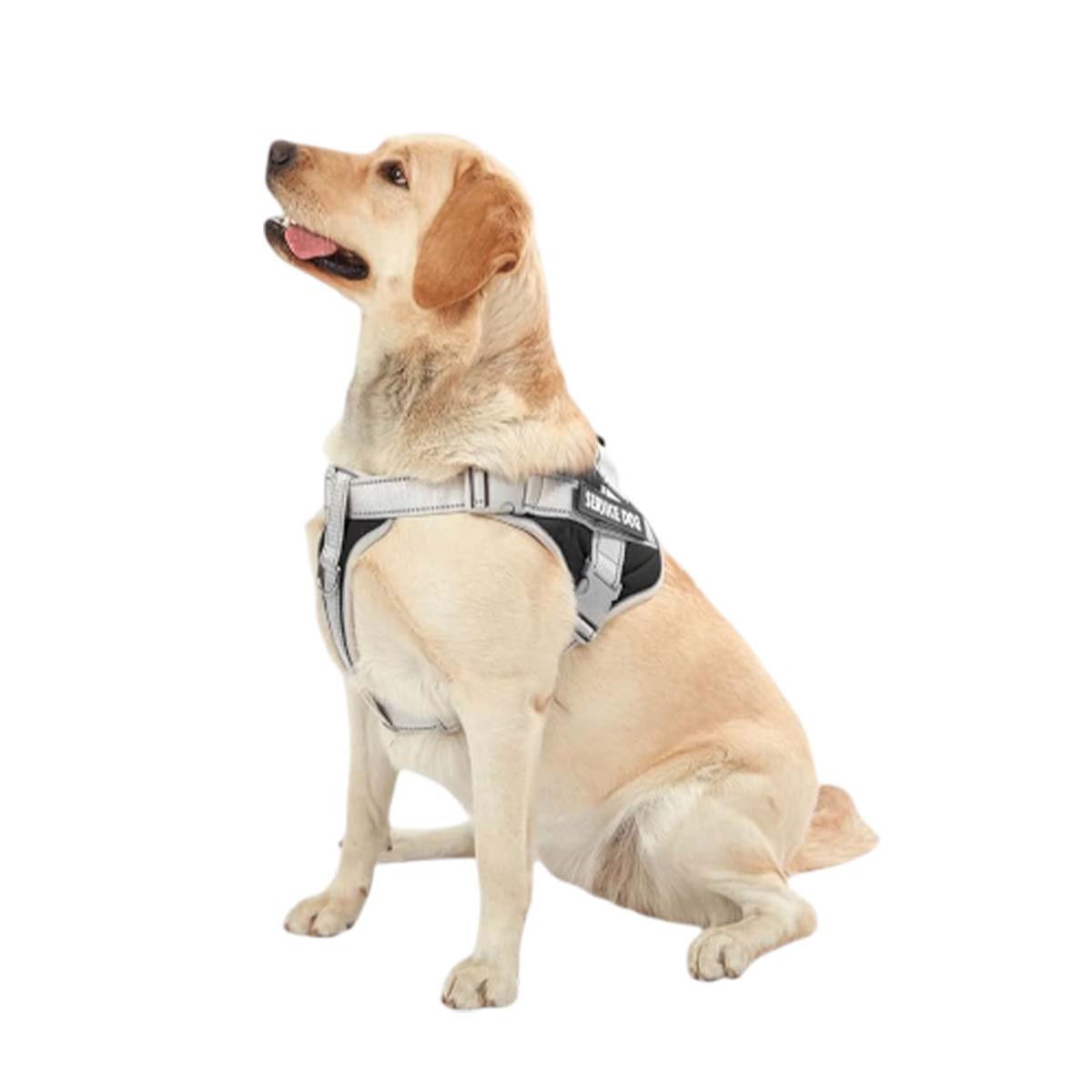 ARNES PROFESIONAL PECHERA CHALECO CON ASA SERVICE DOG TALLA M MORADO PARA PERROS Y+LIGAS REGALO - 3