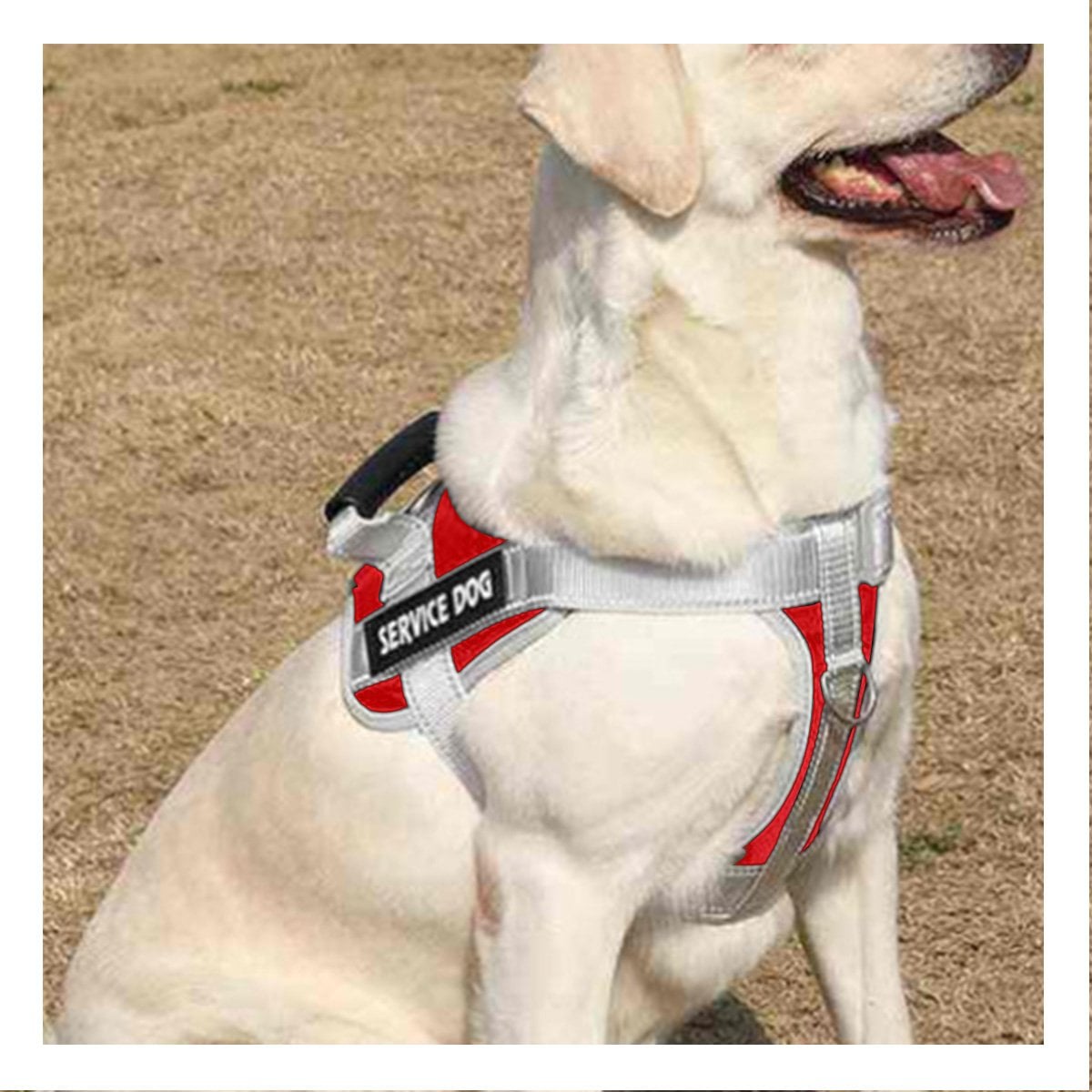 ARNES CON ASA SERVICE DOG TALLA S ROJO CON CORREAS FIRMES Y+POST IT - 2