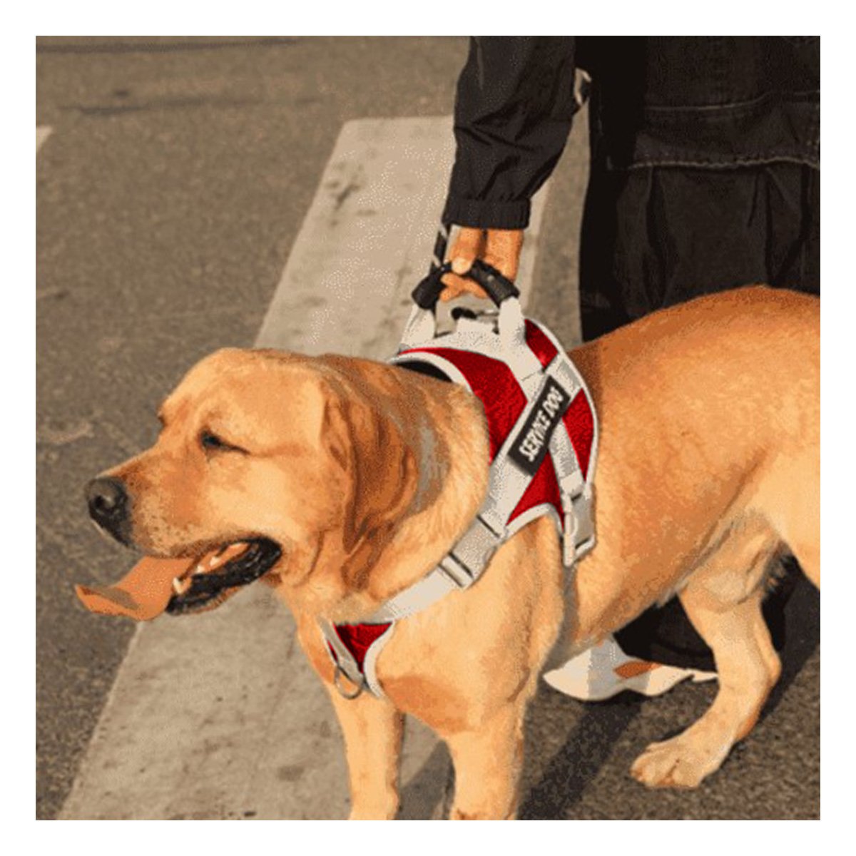 PACK4 CHALECO DE SEGURIDAD SERVICE DOG TALLA S ROJO CON ASA AJUSTABLE - 5