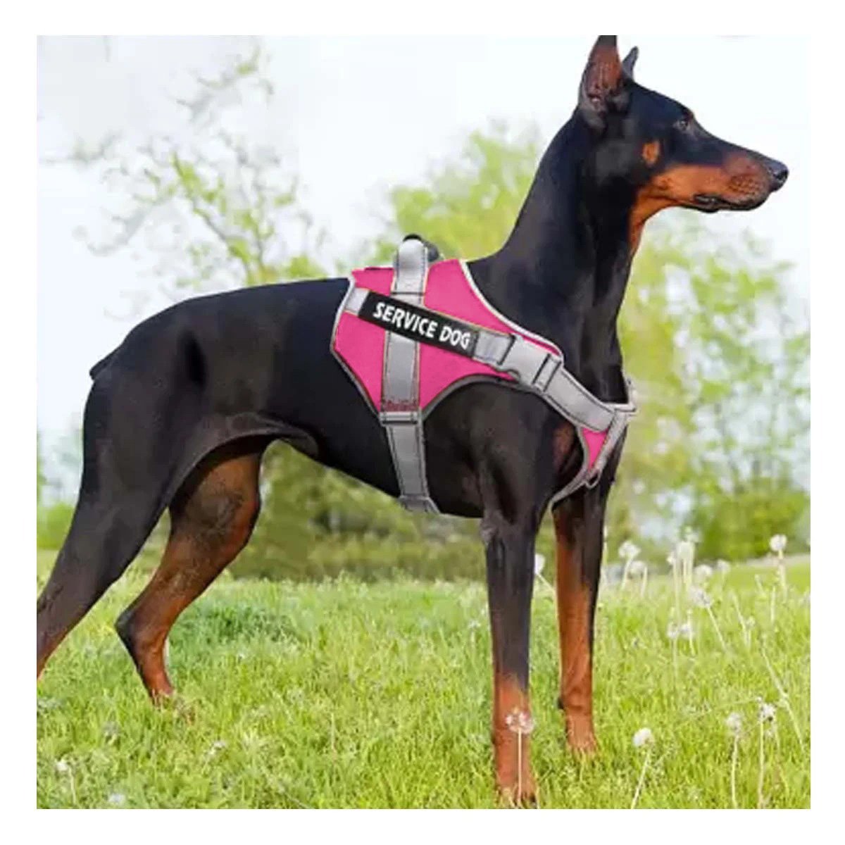 PACK2 ARNES DE PASEO SERVICE DOG TALLA S FUCSIA CON ASA Y SOPORTE COMODO Y+REGALO STICKER - 5