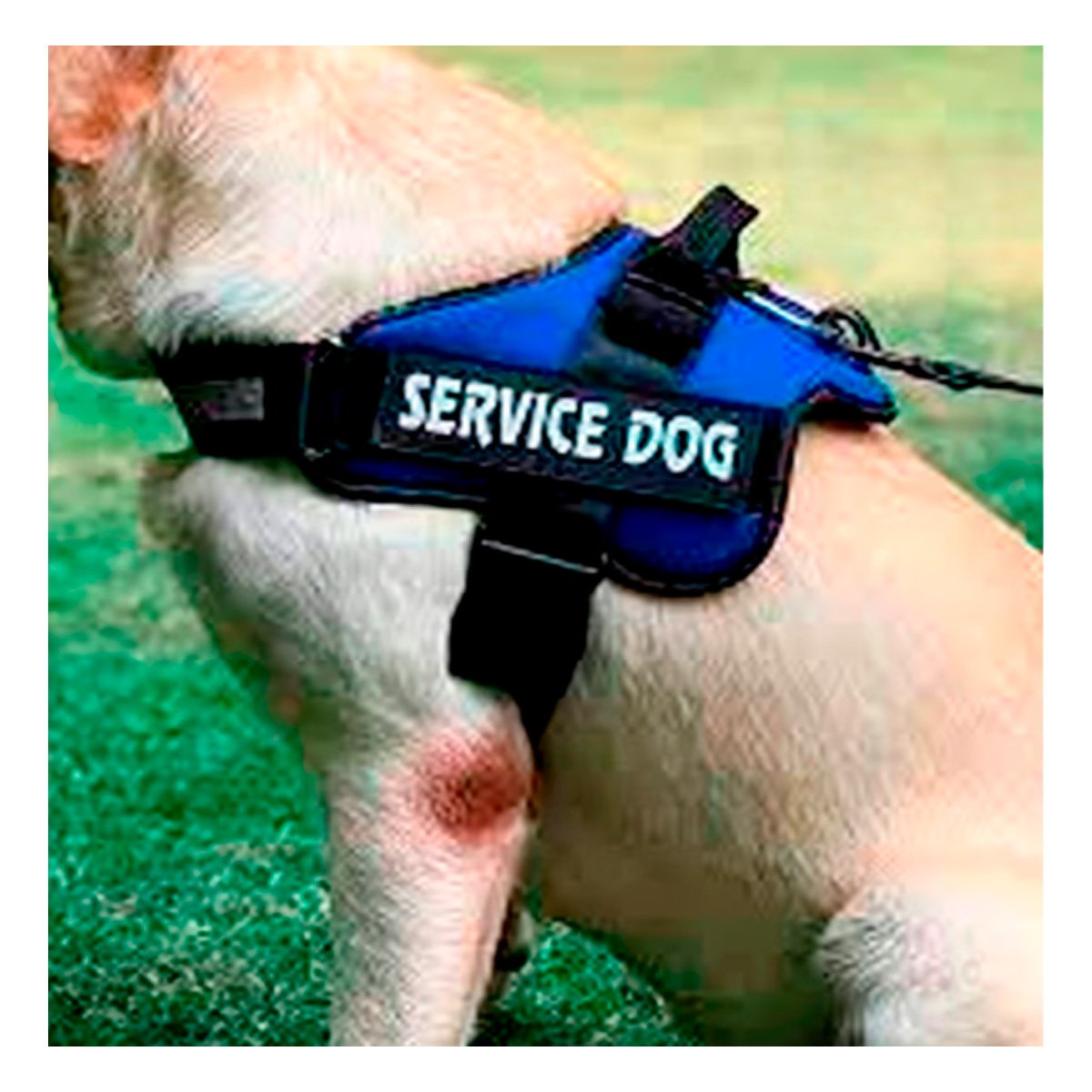 CHALECO CON ASA AJUSTABLE PARA PERRO SERVICE DOG TALLA M AZUL Y+POST IT - 2